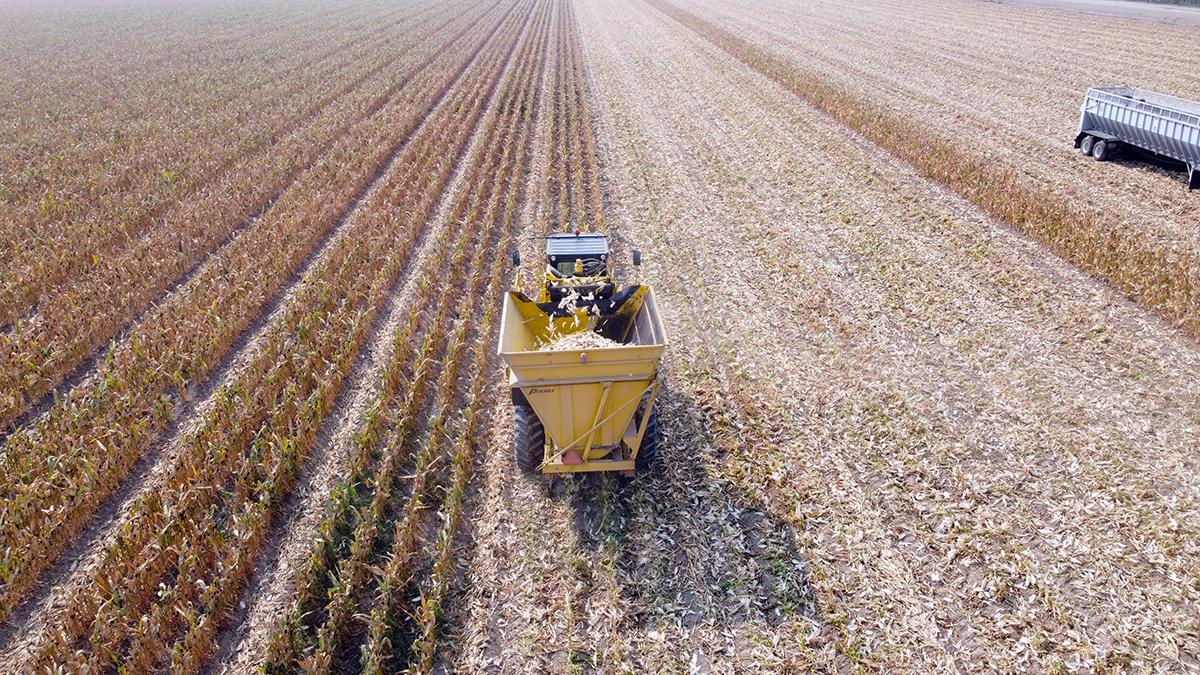 Sweet Corn Harvest 2020