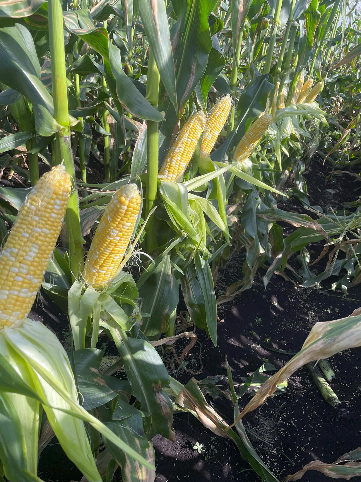 Globetrotter Commercial Field in Florida ears revealed before harvest great stand and consistency Crookham Seeds