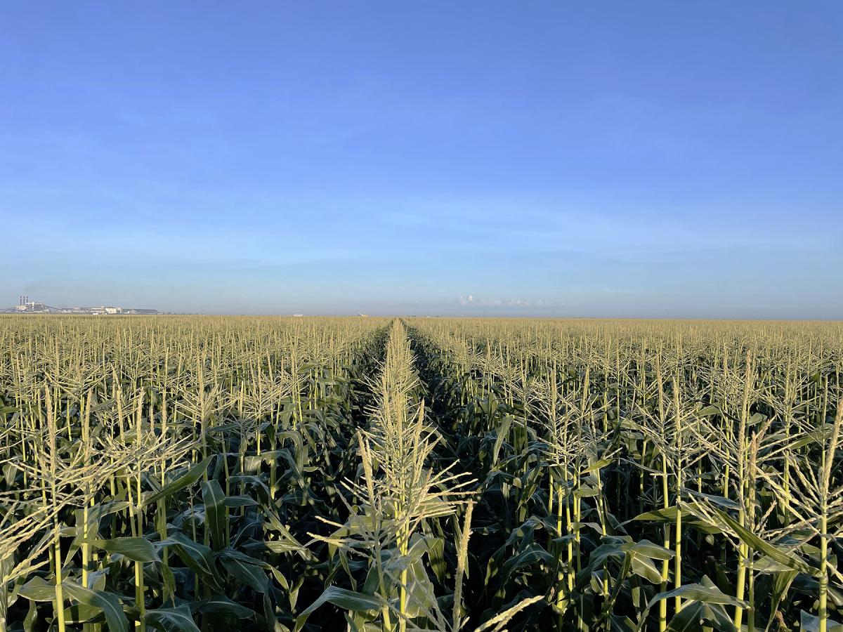 Globetrotter Commercial Field in Florida before harvest great stand and consistency Crookham Seeds