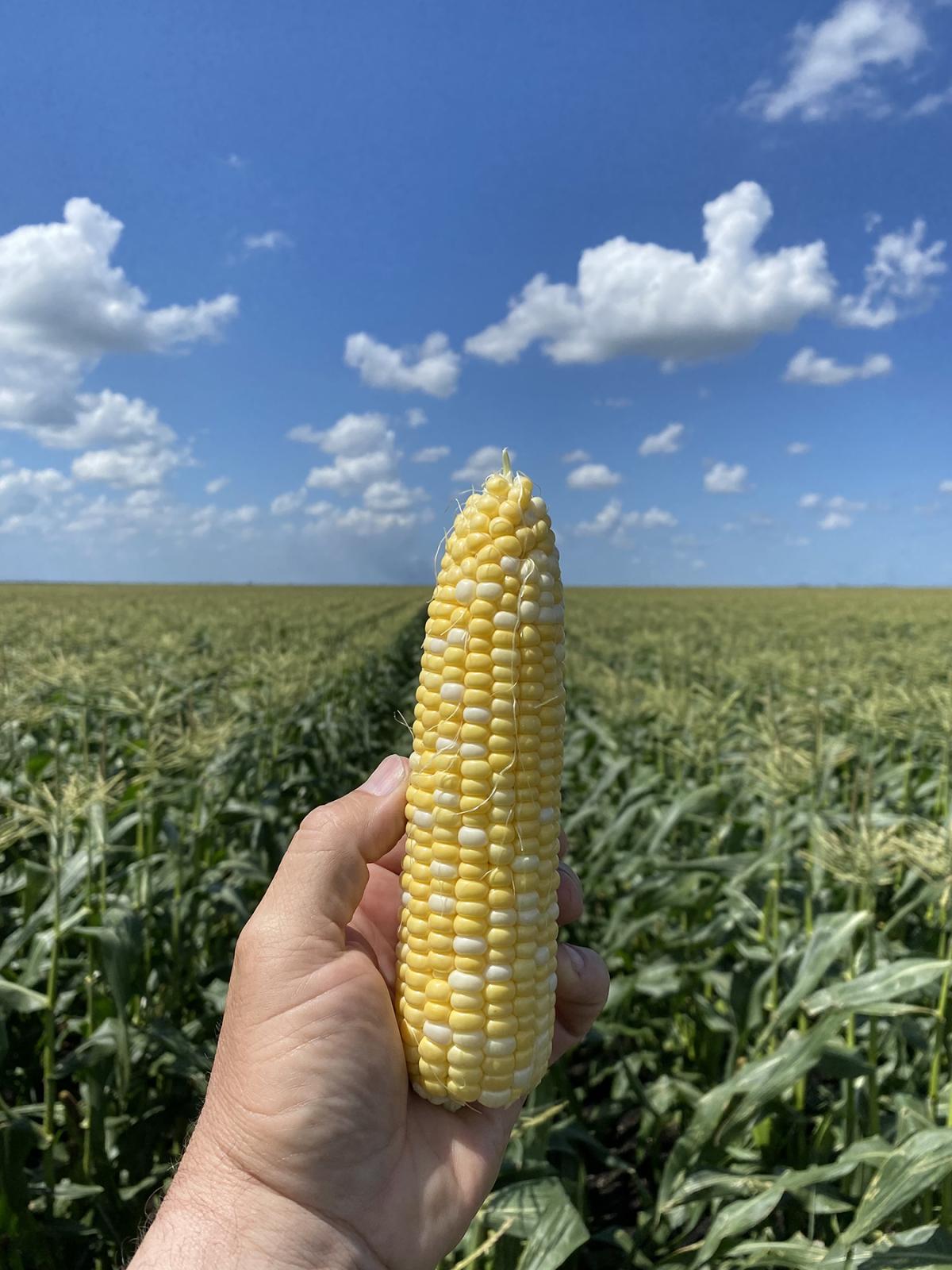 Globetrotter Commercial Field in Florida ear in hand before harvest great stand and consistency Crookham Seeds