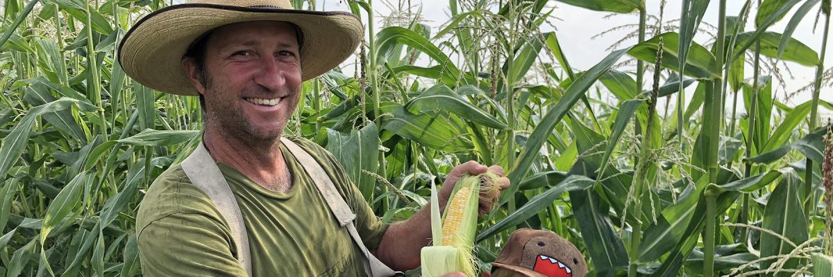 Organic Temptress Sweetcorn, Organic Trial 2018