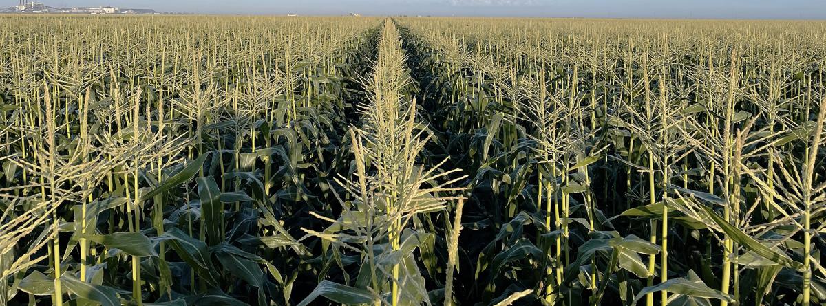 Globetrotter Commercial Field before harvest in Florida