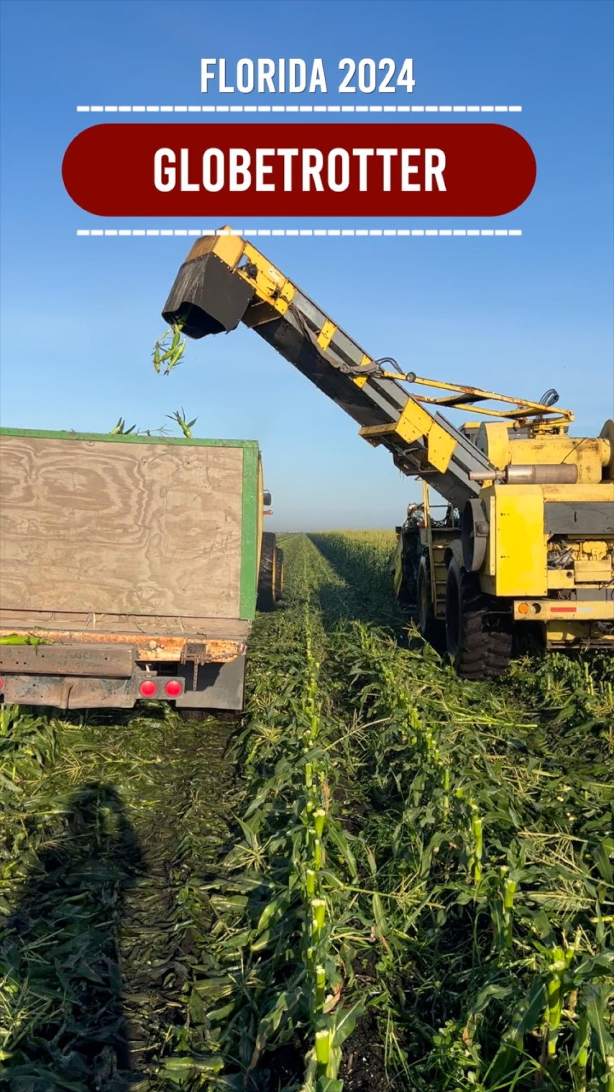 Globetrotter Commercial Field in Florida during harvest 2024 Crookham Sweet Corn Seed