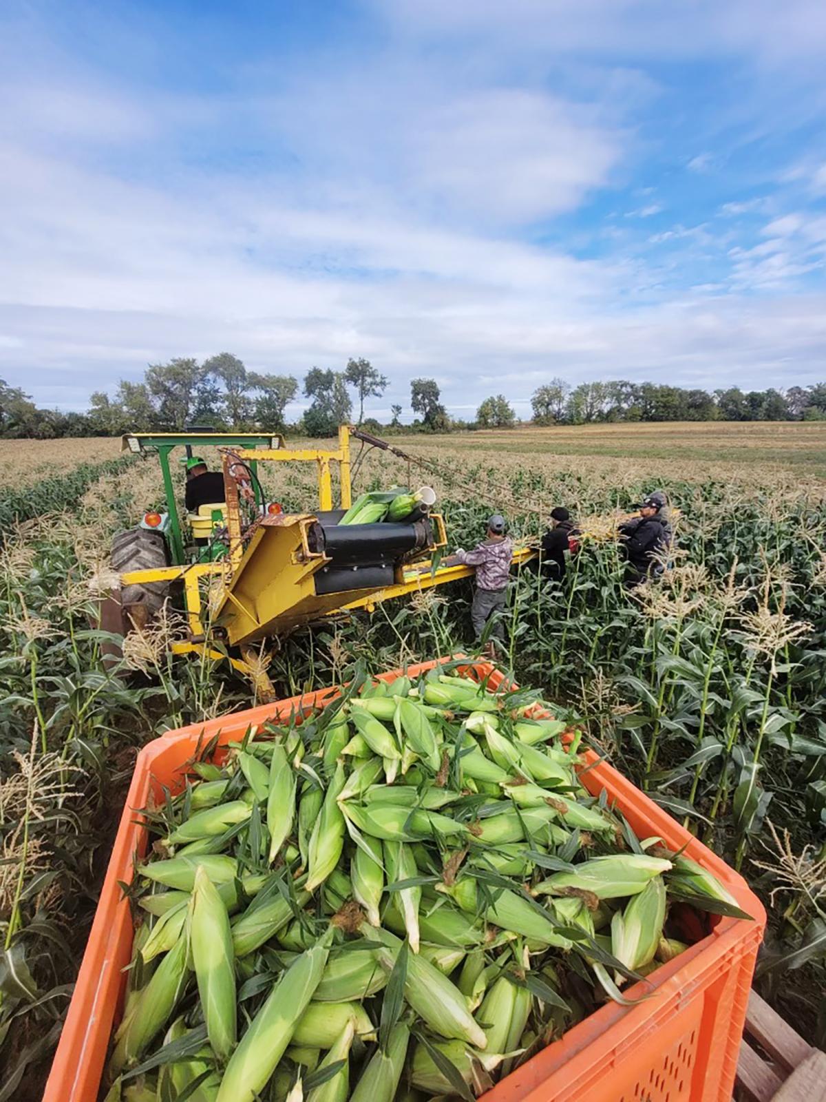 Xanadu Mechanical Harvest in the Midwest Crookham Sweet Corn Seed Nirvana Series