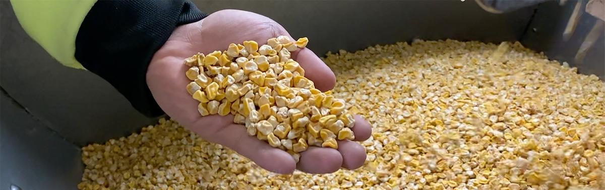 sh2i Seed from Crookham Company Sweet Corn