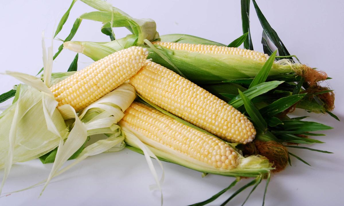 Boom Sweet Corn Processor Crookham Seed Company Crookham Sweet Corn Boom