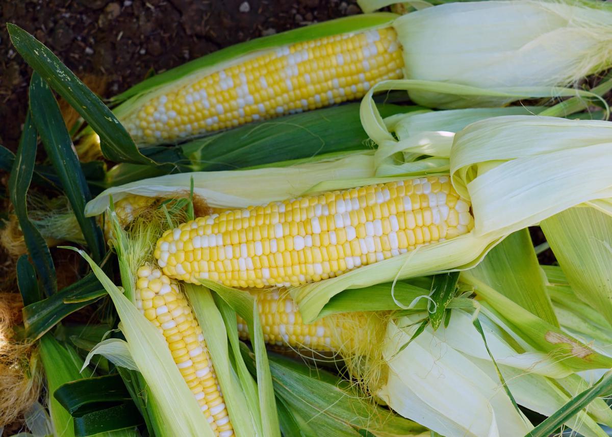 Crookham Sweet Corn Ambrosia 2019