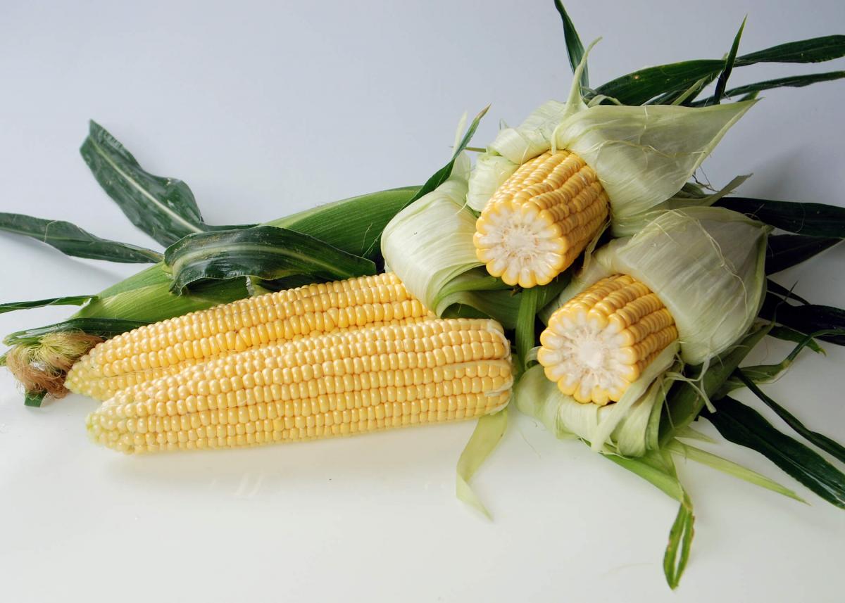 Samson Sweet Corn Processor Crookham Seed Company Crookham Sweet Corn Samson