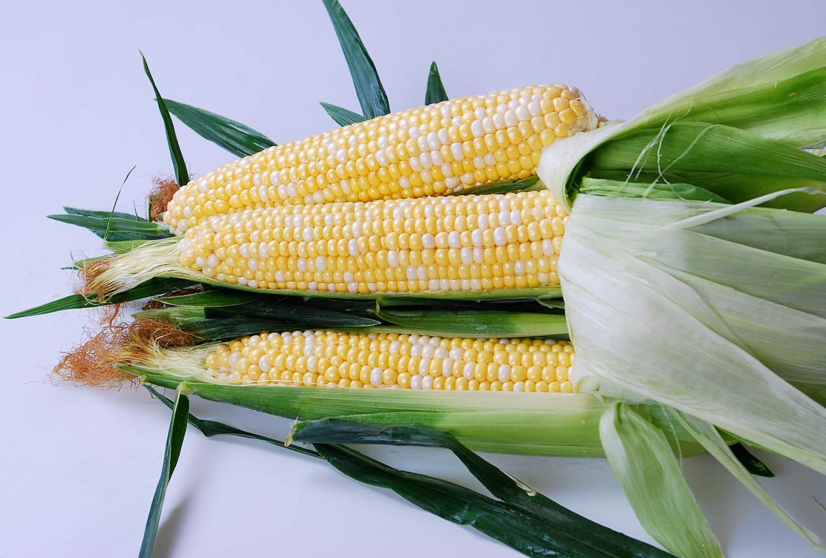 Everglades Sweet Corn Seed Crookham Company Crookham Sweet Corn Everglades