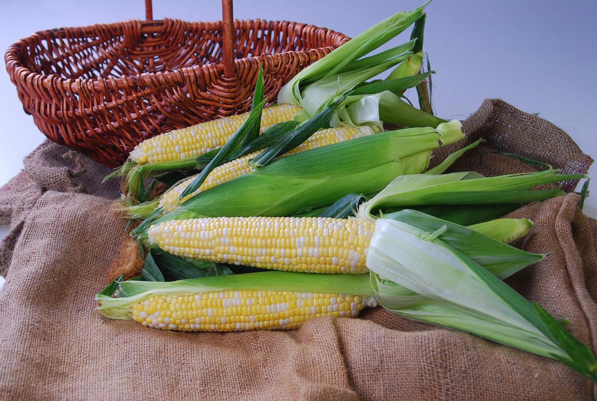 Nectar Sweet Corn Seed Crookham Company Crookham Sweet Corn Nectar