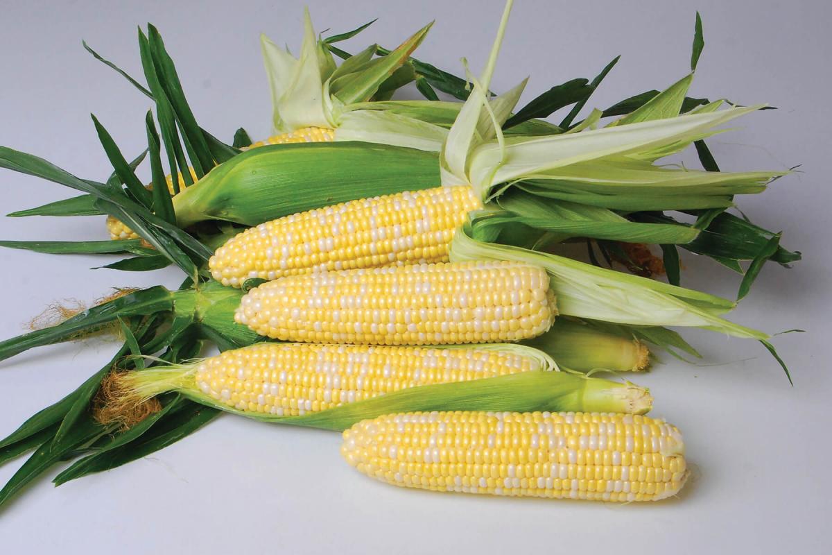 Nirvana Sweet Corn Fresh Market Crookham Company Crookham Sweet Corn Nirvana