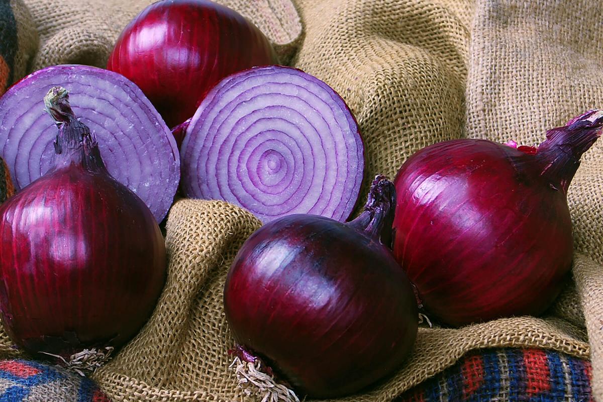 Crookham Onion Red Ranger