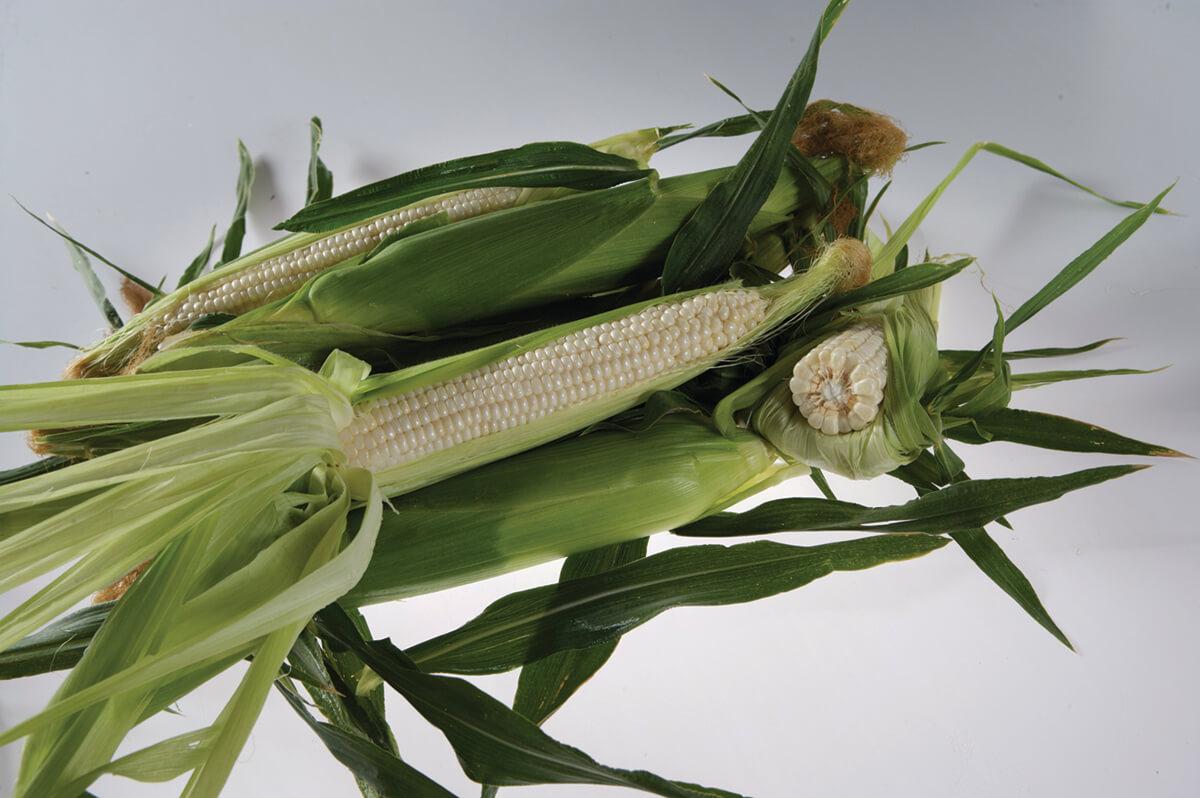 Crookham Sweet Corn Stud