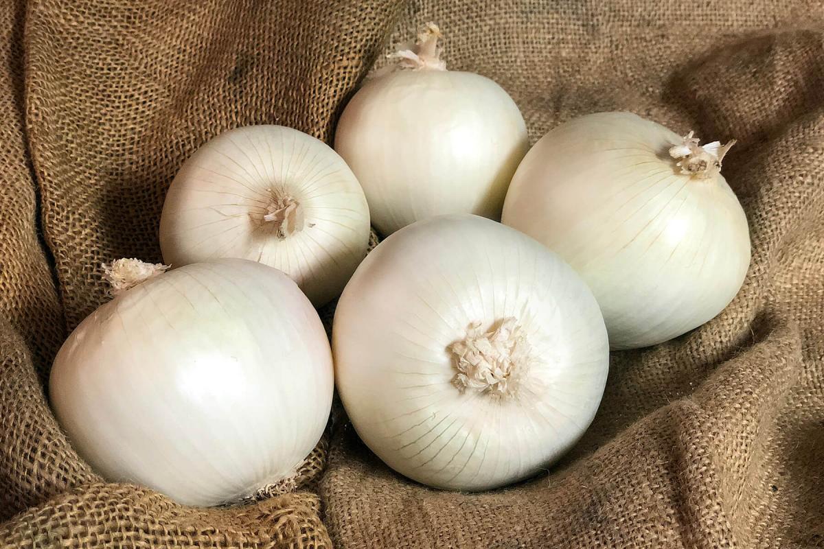 White Ace Short Day Onion_Crookham NewMexico2021 Crookham Onion White Ace