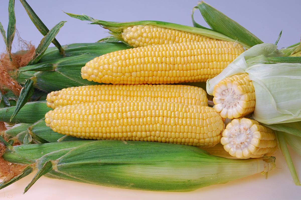 Crookham Company Sweet Corn CSUYP15-986