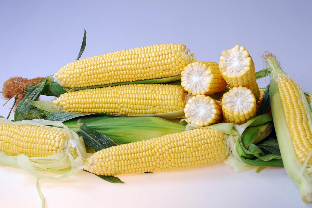 CrookhamCompany_Sweetcorn Seed Braveheart CSHYP16-113