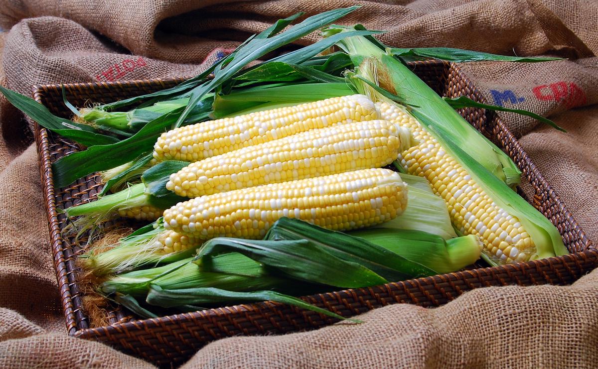 Solstice Crookham Sweet Corn_Fresh Market Solstice Crookham Sweet Corn_Fresh Market
