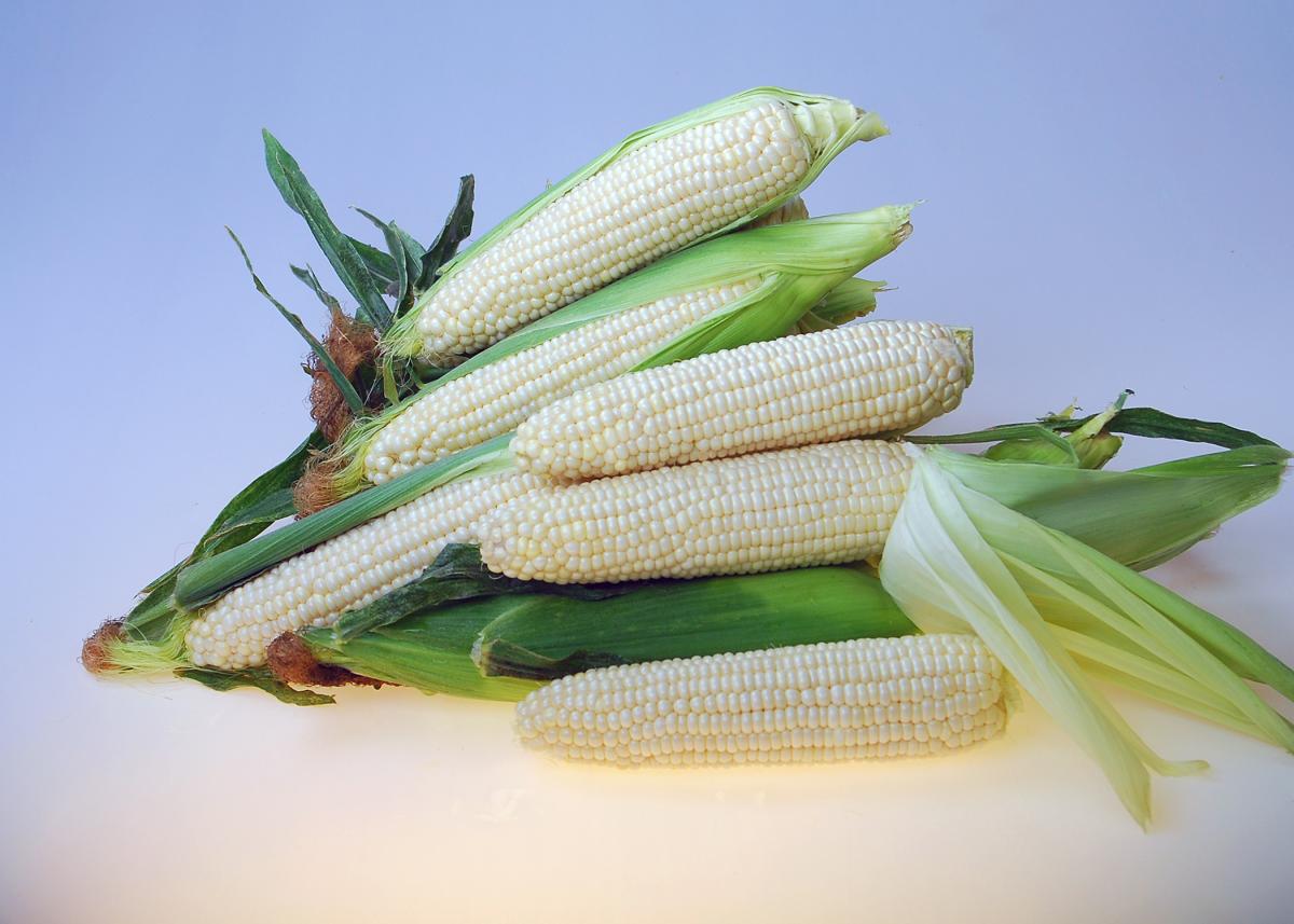 W448 RMN3 Crookham Sweet Corn W448 RMN3 Crookham Sweet Corn