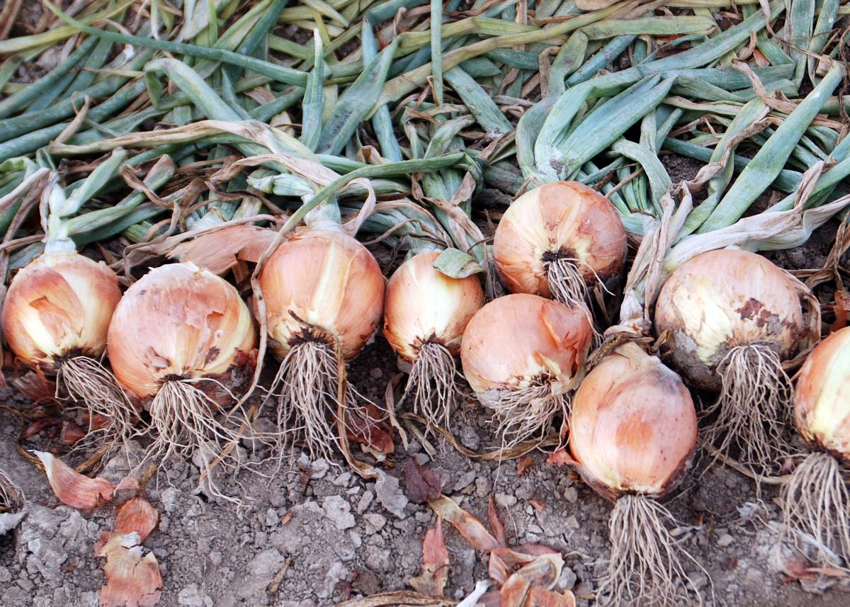 Scorpion Dry Down High Resolution Photo Scorpion Long Day Onion Crookham Company
