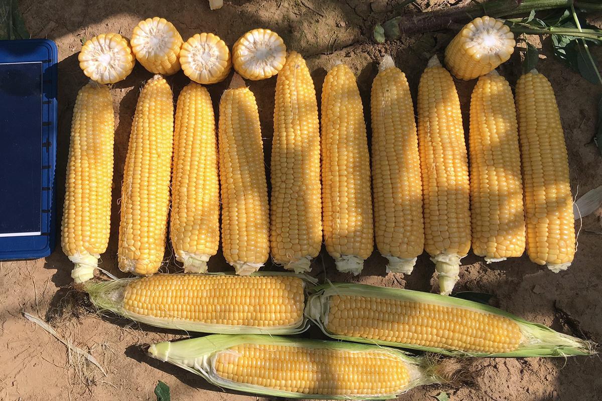 Amyla Crookham SweetCorn Processors
