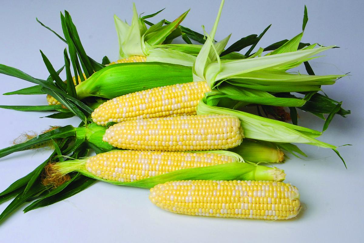 B411 Sweet Corn CrookhamCompany