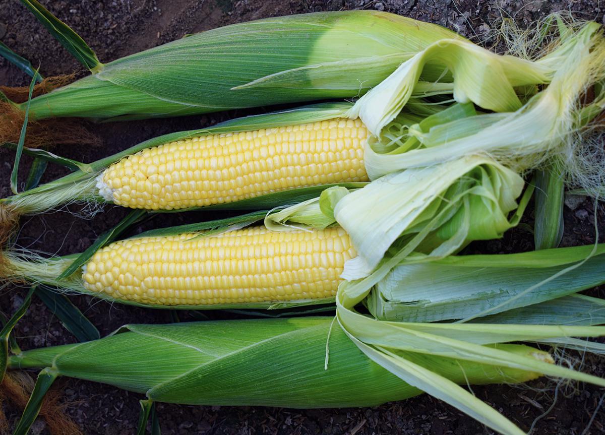 Bodacious RM Sweet Corn Crookham Company