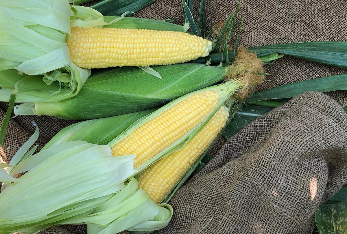 Incredible RM Sweet Corn Crookham Company Incredible RM Sweet Corn Crookham Company