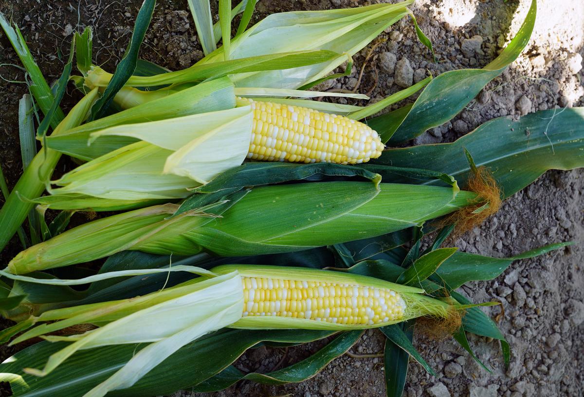 Trinity Sweet Corn Crookham Company