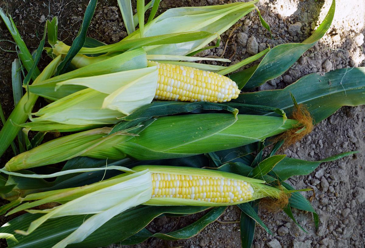 Trinity Sweet Corn Crookham Company