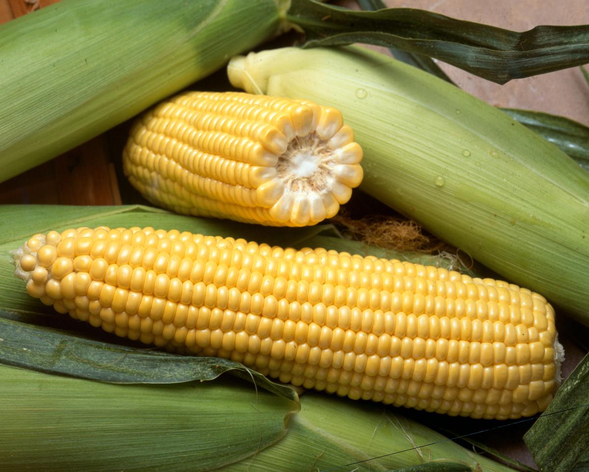 Crookham Sweet Corn Processors Marvel Crookham Sweet Corn Processors Marvel
