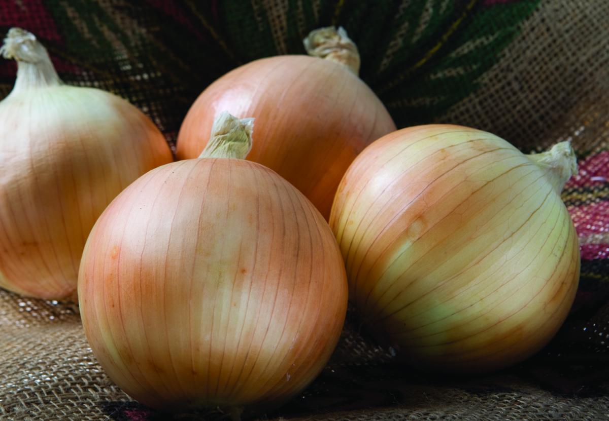Scout Crookham Seed_Onions_Intermediate Scout Crookham Seed_Onions_Intermediate