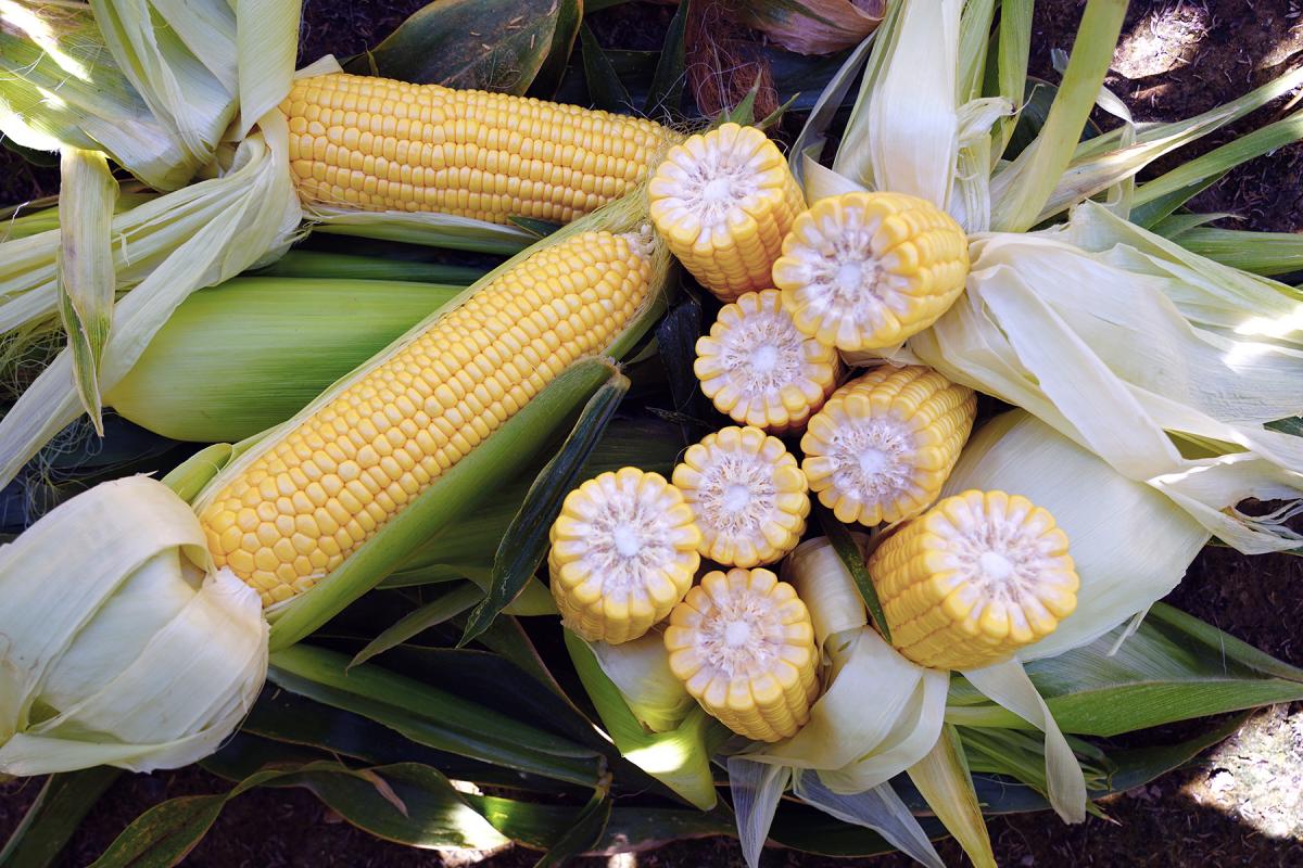 Fortitude Sweet Corn Processor Crookham Seed Company