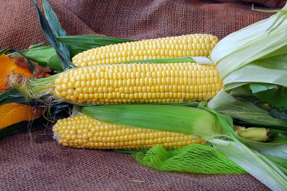Kodiak Sweet Corn Fresh Market Crookham Company Kodiak Sweet Corn Crookham Company