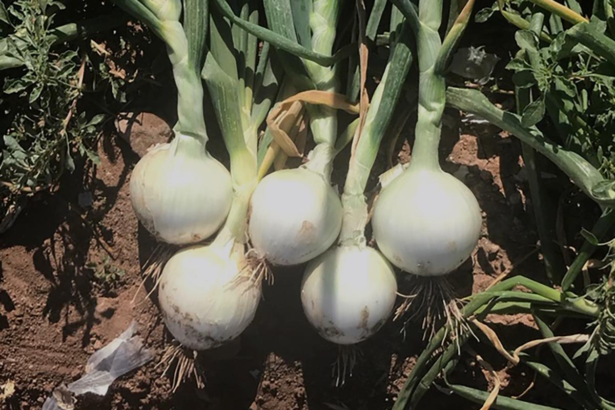 Intermediate Onion Seed Great White Crookham Company