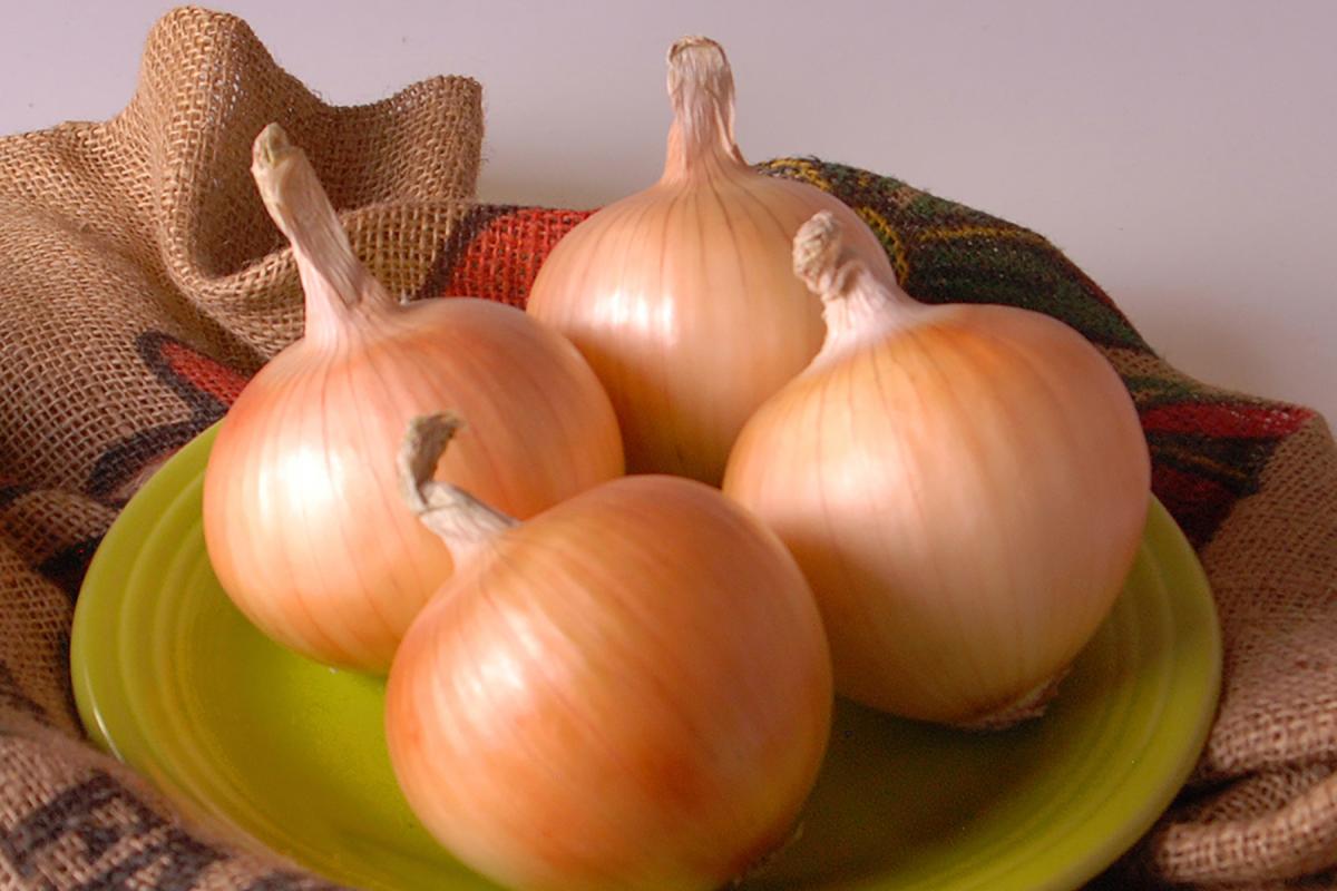 Crown Crookham Short Day Onion