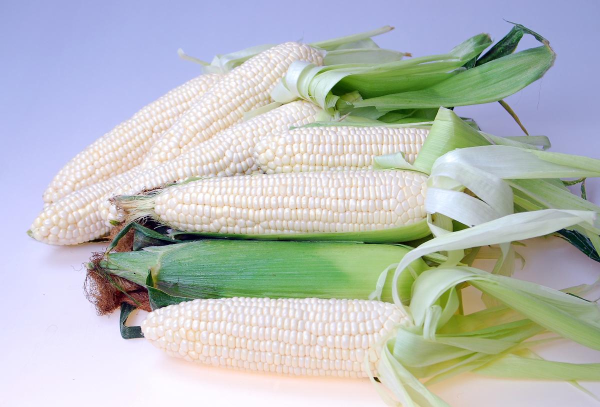 White LIghtning Crookham Sweet Corn Fresh Market
