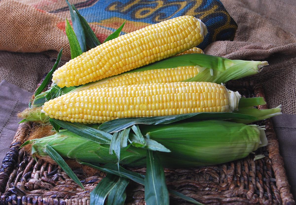 Gold Standard QuadSweets Crookham Fresh Market Sweet Corn Gold Standard QuadSweets Crookham Fresh Market Sweet Corn 14-770