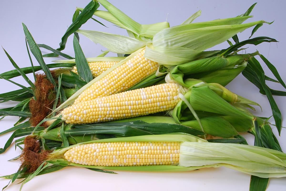 Allrounder Crookham Sweet Corn Seed