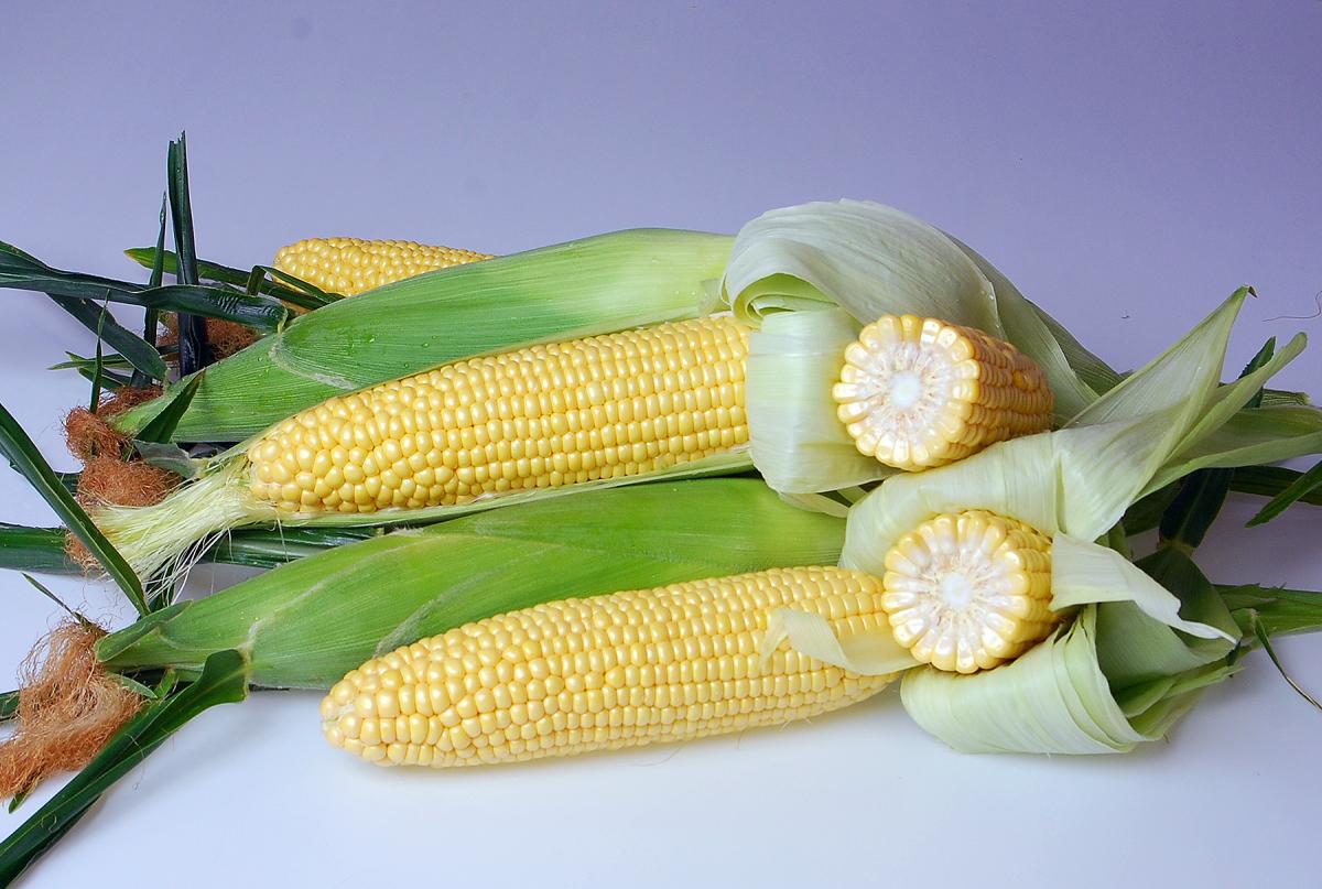 Astronaut sh2 Sweet Corn Seed Crookham Company