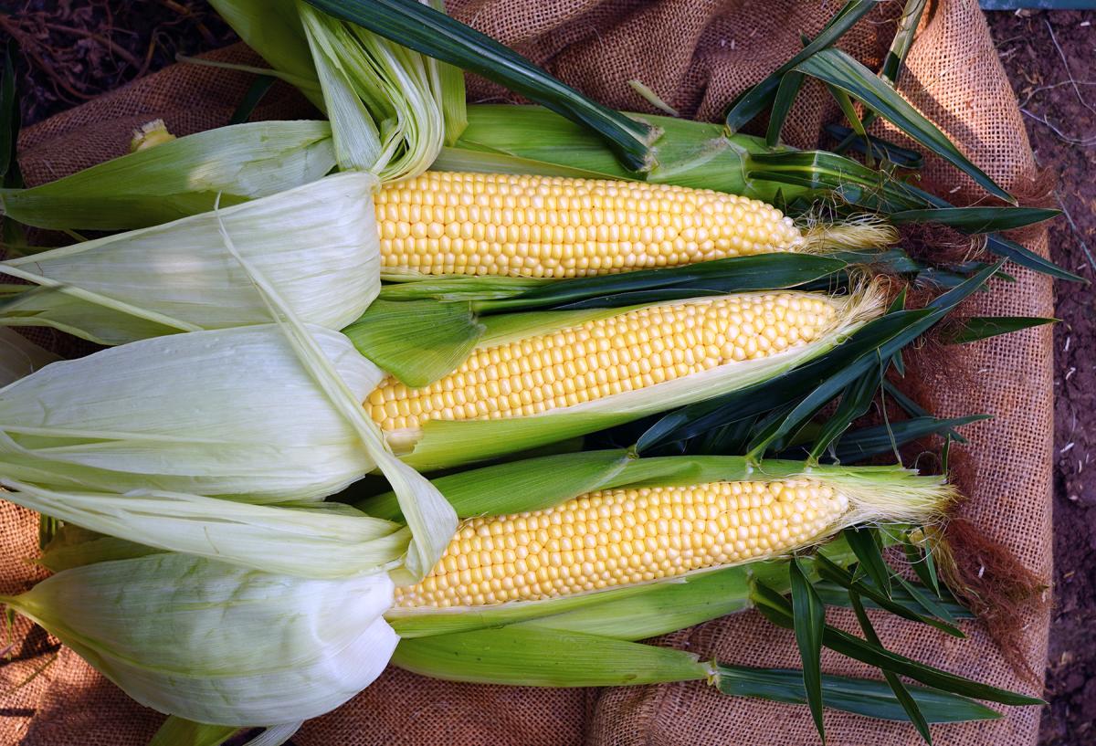 CSAYF16-1019 Forerunner Crookham Sweet Corn Seed
