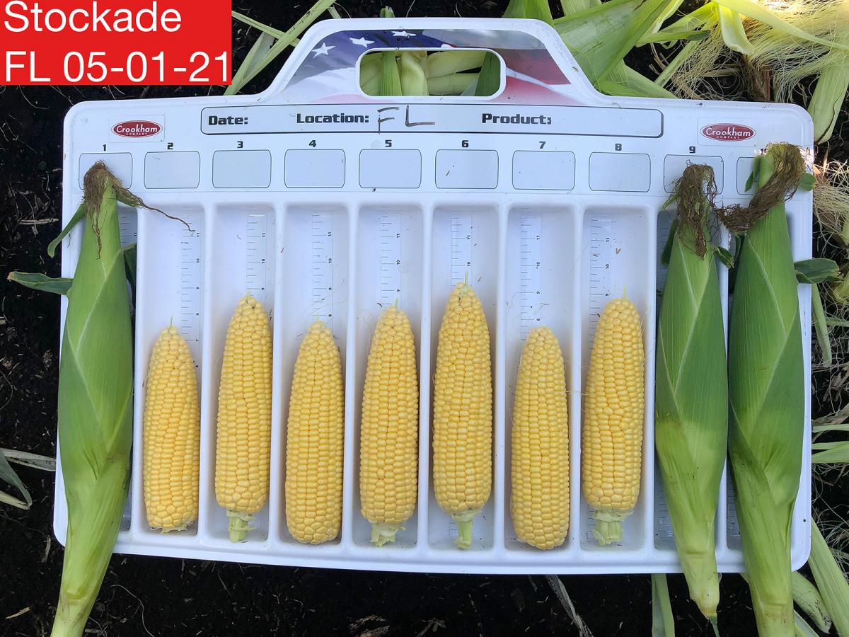 Stockage Sweet Corn Seed Crookham Company Stockage sh2 Sweet Corn Seed Crookham Company