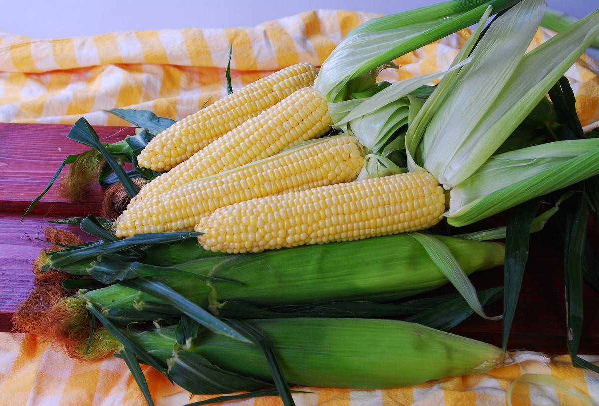 Sugar Buns Crookham Company Sweet Corn Seed