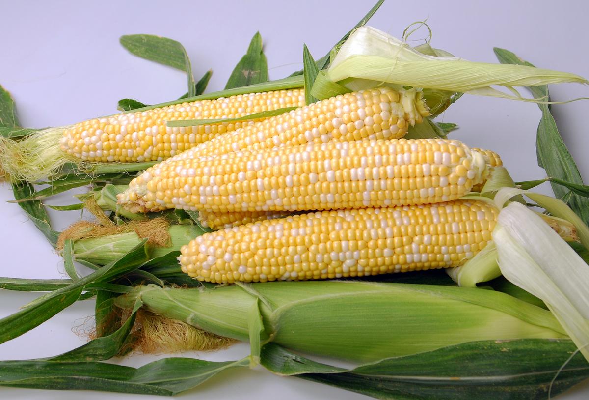 Crookham Company Sweet Corn Seed Double Eagle