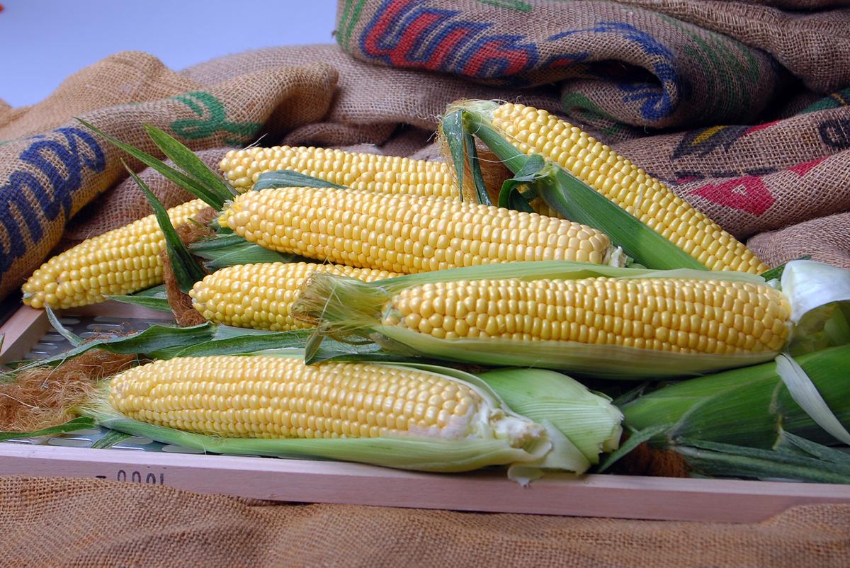 Crookham Company Sweet Corn Seed Glades Gold