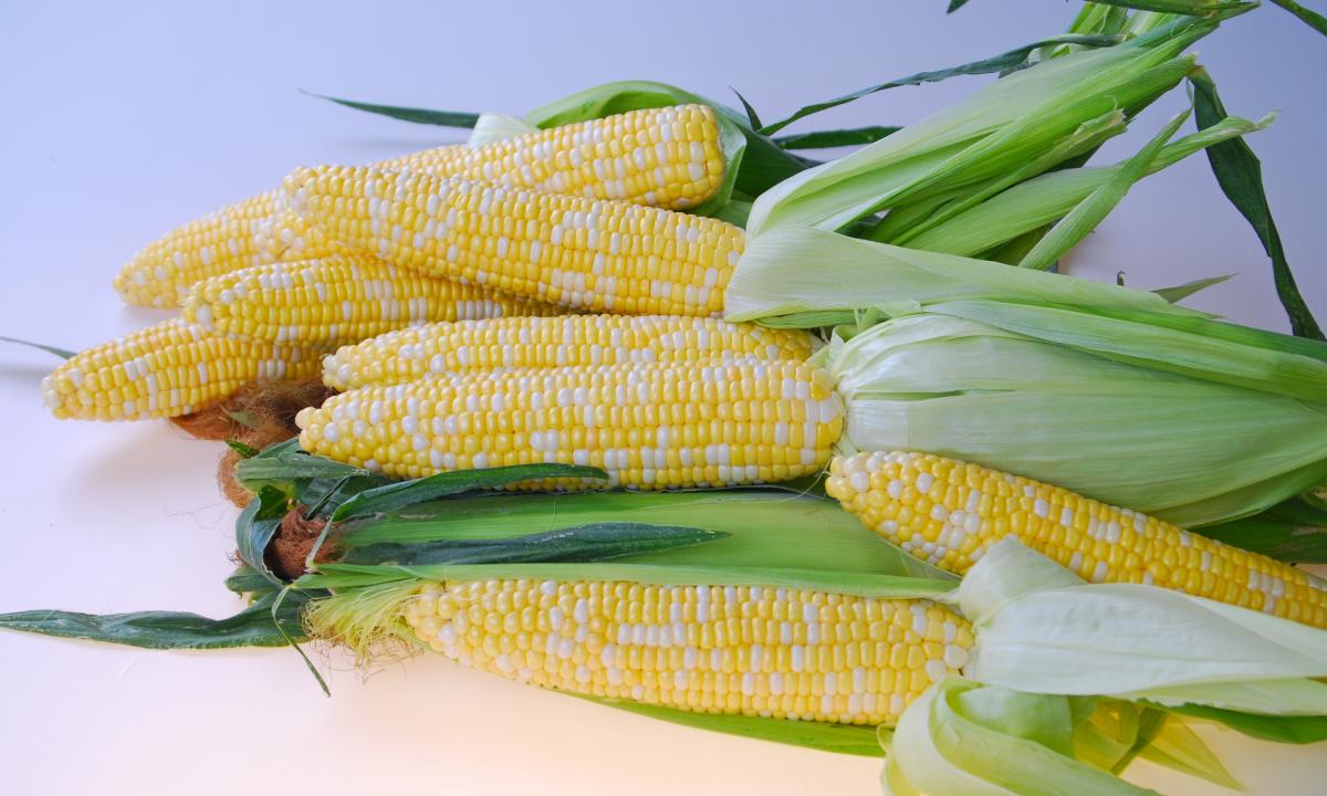 Crookham Company Sweet Corn Seed Quick Start
