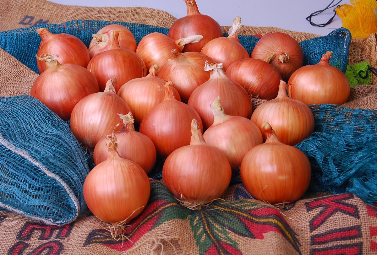 Epic Long Day Onion Crookham Company Epic Crookham Company Long Day Onion