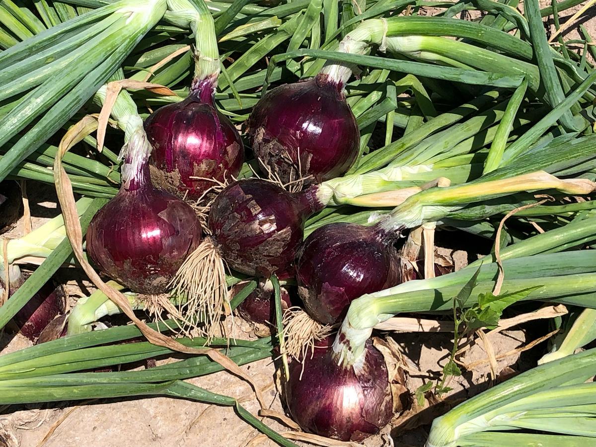 Red Velvet Short Day Crookham Onion Seeds Short Day Red Velvet Crookham Onion Seeds