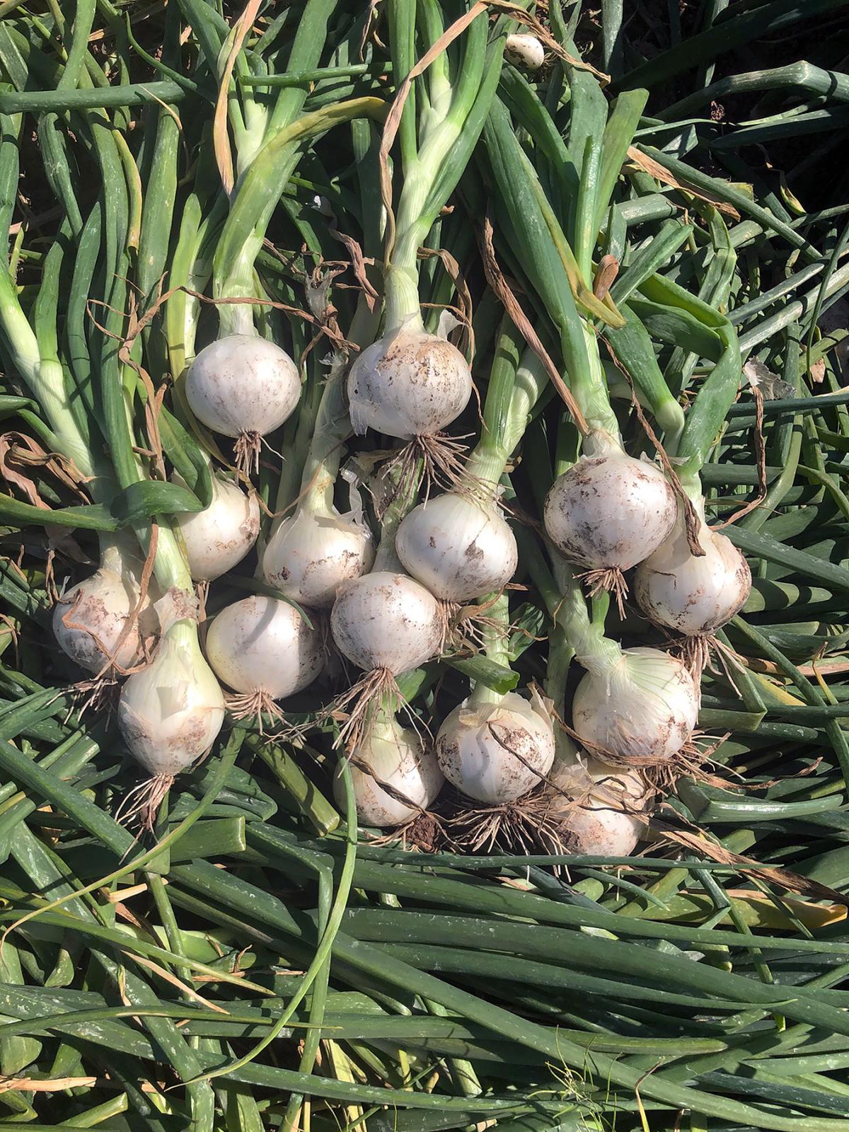 Vanna Organic Short Day Crookham Onion Seeds Short Day Vanna Crookham Onion Seeds