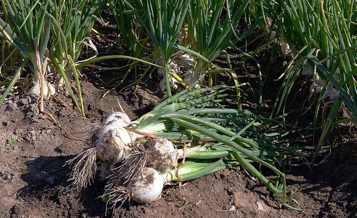 Long Day Onion White Cap Crookham Onion Seed