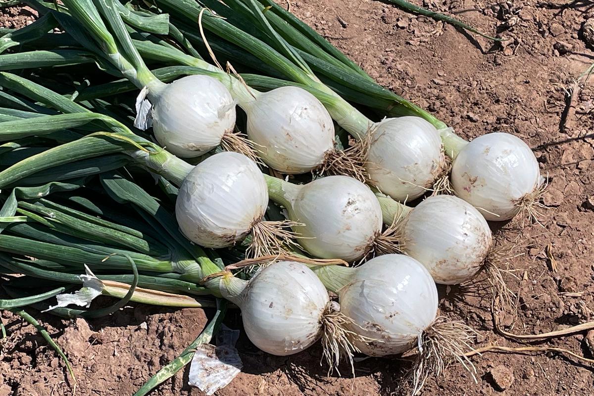 OSWS15-2148 Betty Crookham Short Day Onion Seed